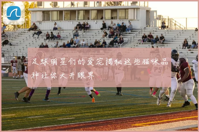 足球明星们的爱宠揭秘这些猫咪品种让你大开眼界